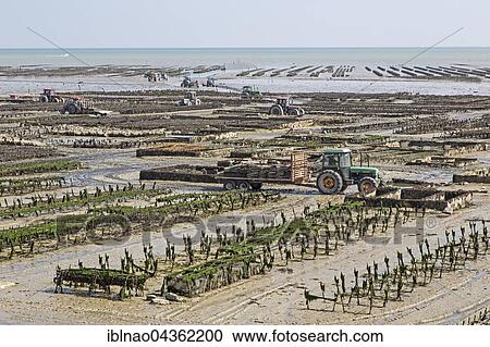 Oyster beds at low tide, oyster farm, Cancale, Brittany, France, Europe View Large Photo Image Stock Image - Oyster beds at low tide, oyster farm, Cancale, Brittany, France, Europe. Fotosearch