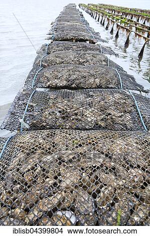 Picture - Pacific oyster (Crassostrea gigas), Sylt Royal, on shelves at low tide, mudflat, Sylt, North Frisian Islands, North Frisia, Schleswig-Holstein, Germany, Europe. Fotosearch