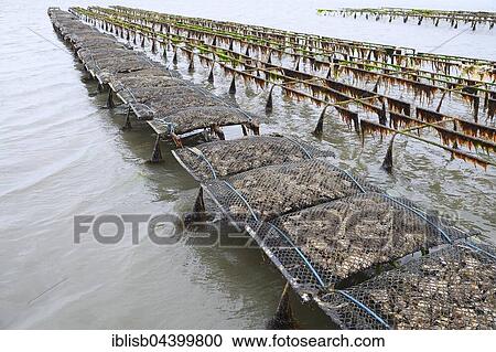 Pacific oyster (Crassostrea gigas), Sylt Royal, on shelves at low tide, mudflat, Sylt, North Frisian Islands, North Frisia, Schleswig-Holstein, Germany, Europe View Large Photo Image Stock Image - Pacific oyster (Crassostrea gigas), Sylt Royal, on shelves at low tide, mudflat, Sylt, North Frisian Islands, North Frisia, Schleswig-Holstein, Germany, Europe. Fotosearch