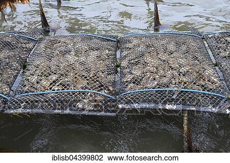 Stock Image - Pacific oyster (Crassostrea gigas), Sylt Royal, on shelves at low tide, mudflat, Sylt, North Frisian Islands, North Frisia, Schleswig-Holstein, Germany, Europe. Fotosearch