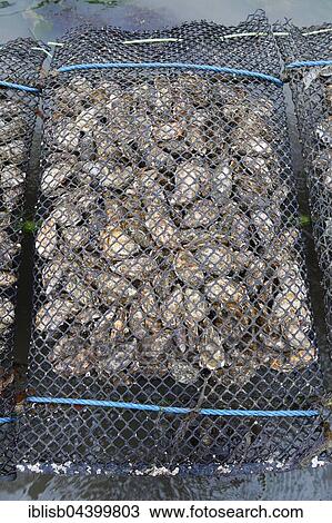 Pacific oyster (Crassostrea gigas), Sylt Royal, on shelves at low tide, mudflat, Sylt, North Frisian Islands, North Frisia, Schleswig-Holstein, Germany, Europe View Large Photo Image Stock Image - Pacific oyster (Crassostrea gigas), Sylt Royal, on shelves at low tide, mudflat, Sylt, North Frisian Islands, North Frisia, Schleswig-Holstein, Germany, Europe. Fotosearch