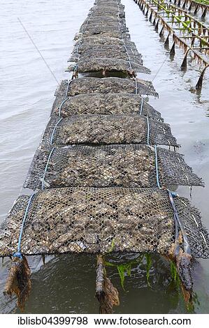 Stock Photo - Pacific oyster (Crassostrea gigas), Sylt Royal, on shelves at low tide, mudflat, Sylt, North Frisian Islands, North Frisia, Schleswig-Holstein, Germany, Europe. Fotosearch
