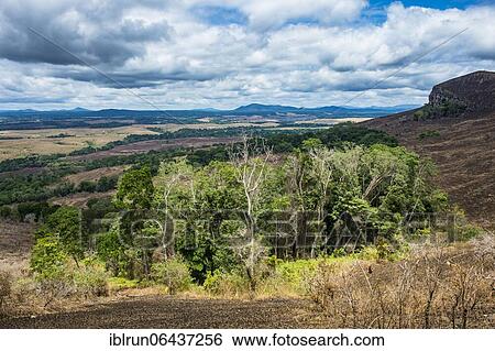Stock Photograph - Padges of rainforest in the savannah of the Unesco world heritage sight Lope national park, Gabon, Africa. Fotosearch
