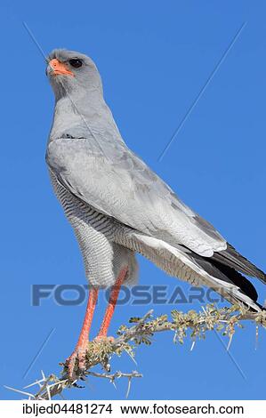 Pale chanting goshawk (Melierax canorus), perched on top of acacia tree, Etosha National Park, Namibia, Africa *** IMPORTANT: Heller Singhabicht (Melierax canorus), sitzt auf Wipfel einer Akazie, Etoscha- Nationalpark, Namibia *** View Large Photo Image Picture - Pale chanting goshawk (Melierax canorus), perched on top of acacia tree, Etosha National Park, Namibia, Africa *** IMPORTANT: Heller Singhabicht (Melierax canorus), sitzt auf Wipfel einer Akazie, Etoscha- Nationalpark, Namibia ***. Fotosearch
