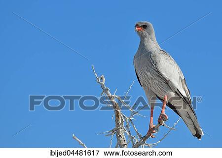 Pale chanting goshawk (Melierax canorus), perched on top of acacia tree, Etosha National Park, Namibia, Africa *** IMPORTANT: Heller Singhabicht (Melierax canorus), sitzt auf Wipfel einer Akazie, Etoscha- Nationalpark, Namibia *** View Large Photo Image Stock Photo - Pale chanting goshawk (Melierax canorus), perched on top of acacia tree, Etosha National Park, Namibia, Africa *** IMPORTANT: Heller Singhabicht (Melierax canorus), sitzt auf Wipfel einer Akazie, Etoscha- Nationalpark, Namibia ***. Fotosearch