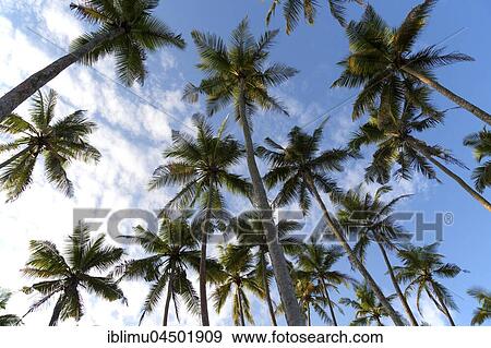 Palm trees and blue sky, Mirissa, Sri Lanka, Asia View Large Photo Image Stock Photo - Palm trees and blue sky, Mirissa, Sri Lanka, Asia. Fotosearch