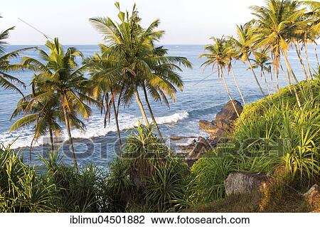 Stock Image - Palm trees by blue ocean, Mirissa, Sri Lanka, Asia. Fotosearch