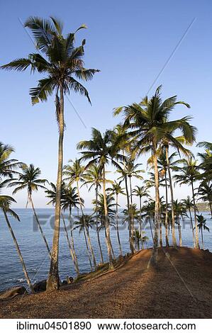 Palm trees on a hillside by blue ocean, Mirissa, Sri Lanka, Asia View Large Photo Image Stock Image - Palm trees on a hillside by blue ocean, Mirissa, Sri Lanka, Asia. Fotosearch