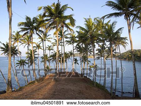 Stock Image - Palm trees on a hillside by blue ocean, Mirissa, Sri Lanka, Asia. Fotosearch