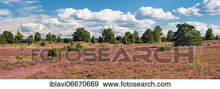 Panorama, typical heath landscape with blooming heather under blue sky with clouds, Lüneburger Heide, Lower Saxony, Germany, Europe View Large Photo Image Stock Photo - Panorama, typical heath landscape with blooming heather under blue sky with clouds, Lüneburger Heide, Lower Saxony, Germany, Europe. Fotosearch