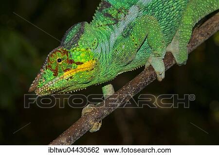 Stock Image - Panther chameleon (Furcifer Pardalis), male, Nosy Be, Northwest Coast, Madagascar, Africa. Fotosearch