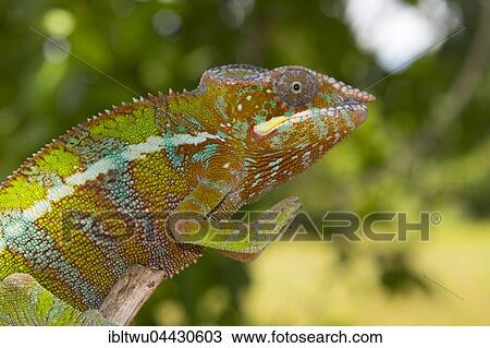 Panther chameleon (Furcifer Pardalis), male, juvenile, between Ambilobe and Sirama, Northwestern Madagascar, Madagascar, Africa View Large Photo Image Stock Image - Panther chameleon (Furcifer Pardalis), male, juvenile, between Ambilobe and Sirama, Northwestern Madagascar, Madagascar, Africa. Fotosearch