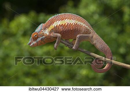 Panther chameleon (Furcifer Pardalis), male, juvenile, on branch in Ankaramibe near Ankaramy river, Northwestern Madagascar, Madagascar, Africa View Large Photo Image Stock Photo - Panther chameleon (Furcifer Pardalis), male, juvenile, on branch in Ankaramibe near Ankaramy river, Northwestern Madagascar, Madagascar, Africa. Fotosearch