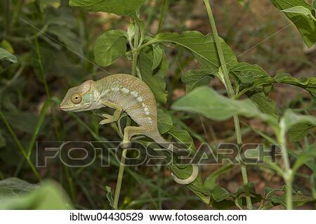 Stock Photo - Panther chameleon (Furcifer Pardalis), male, juvenile, between Ambilobe and Sirama, Northwestern Madagascar, Madagascar, Africa. Fotosearch