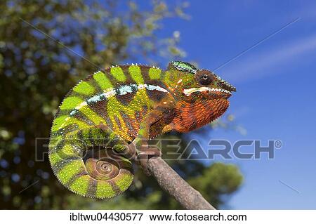 Panther chameleon (Furcifer Pardalis), male, between Ambilobe and Sirama, Northwestern Madagascar, Madagascar, Africa View Large Photo Image Stock Photo - Panther chameleon (Furcifer Pardalis), male, between Ambilobe and Sirama, Northwestern Madagascar, Madagascar, Africa. Fotosearch