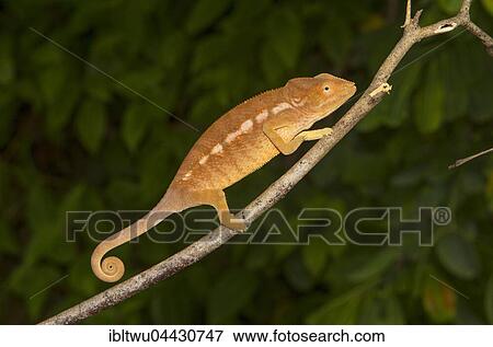 Panther chameleon (Furcifer Pardalis), female, on branch in Ankaramibe near Ankaramy river, Northwestern Madagascar, Madagascar, Africa View Large Photo Image Stock Photo - Panther chameleon (Furcifer Pardalis), female, on branch in Ankaramibe near Ankaramy river, Northwestern Madagascar, Madagascar, Africa. Fotosearch