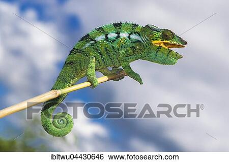 Stock Photograph - Panther chameleon (Furcifer Pardalis), male, juvenile, Nosy Be, Northwest Coast, Madagascar, Africa. Fotosearch