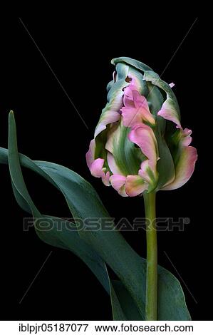 Stock Photo - Parrot tulip, perroquet tulip. Fotosearch