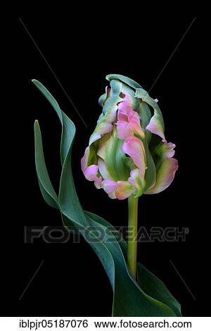 Parrot tulip, perroquet tulip View Large Photo Image Stock Photograph - Parrot tulip, perroquet tulip. Fotosearch