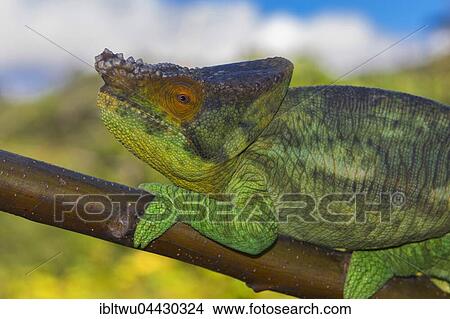 Parson's chameleon (Calumma parsonii parsonii) on branch, young male, colour variant "yellow giant", Vohimana, Eastern Madagascar, Madagascar, Africa View Large Photo Image Picture - Parson's chameleon (Calumma parsonii parsonii) on branch, young male, colour variant "yellow giant", Vohimana, Eastern Madagascar, Madagascar, Africa. Fotosearch