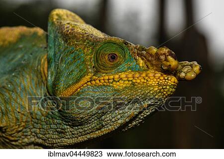 Parson's chameleon (Calumma parsonii parsonii), male, Ranomafana National Park, Madagascar, Africa View Large Photo Image Stock Image - Parson's chameleon (Calumma parsonii parsonii), male, Ranomafana National Park, Madagascar, Africa. Fotosearch
