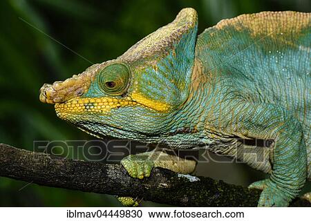Parson's chameleon (Calumma parsonii parsonii), male, Ranomafana National Park, Madagascar, Africa View Large Photo Image Stock Image - Parson's chameleon (Calumma parsonii parsonii), male, Ranomafana National Park, Madagascar, Africa. Fotosearch