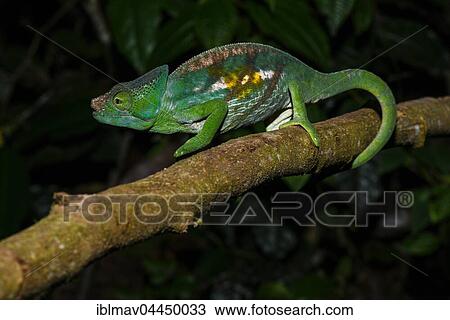 Stock Image - Parson's chameleon (Calumma parsonii cristifer), male, Andasibe National Park, Madagascar, Africa. Fotosearch
