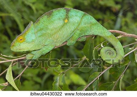 Parson's chameleon (Calumma parsonii parsonii) on branch, female, pregnant, colour variant "yellow giant", Vohimana, Eastern Madagascar, Madagascar, Africa View Large Photo Image Stock Image - Parson's chameleon (Calumma parsonii parsonii) on branch, female, pregnant, colour variant "yellow giant", Vohimana, Eastern Madagascar, Madagascar, Africa. Fotosearch