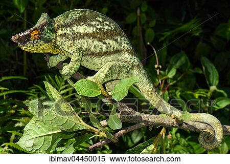 Parson's chameleon (Calumma parsonii parsonii), male, Andasibe National Park, Madagascar, Africa View Large Photo Image Stock Photography - Parson's chameleon (Calumma parsonii parsonii), male, Andasibe National Park, Madagascar, Africa. Fotosearch