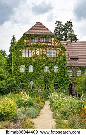 Stock Photo - Path between flower beds with blooming summer flower-bed, house overgrown with vine Botanical Garden, Berlin, Germany, Europe. Fotosearch