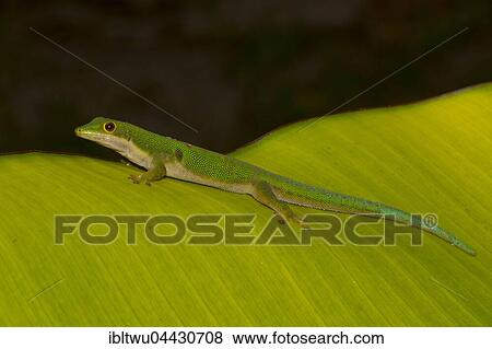 Stock Photo - Peacock day gecko (Phelsuma quadriocellata bimaculata) on palm leaf, Nosy Boraha, Madagascar, Africa. Fotosearch