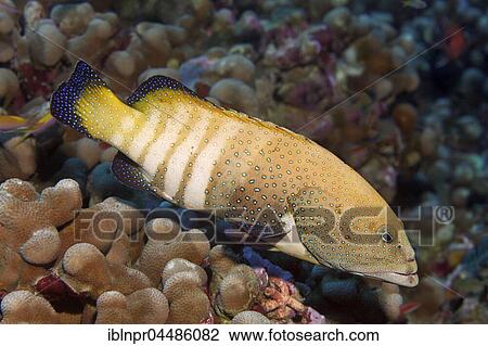 Peacock Grouper (Cephalopholis argus), Indian Ocean, Maldives, Asia View Large Photo Image Stock Image - Peacock Grouper (Cephalopholis argus), Indian Ocean, Maldives, Asia. Fotosearch