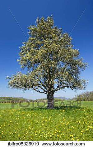 Pear tree in spring, Switzerland, Europe View Large Photo Image Stock Image - Pear tree in spring, Switzerland, Europe. Fotosearch