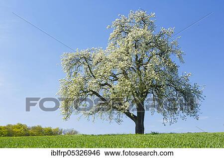 Pear tree in spring, Switzerland, Europe View Large Photo Image Stock Photograph - Pear tree in spring, Switzerland, Europe. Fotosearch
