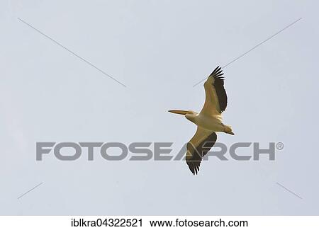 Pelican (Pelecanidae, Pelecanus), Danube Delta, Romania, Europe View Large Photo Image Stock Image - Pelican (Pelecanidae, Pelecanus), Danube Delta, Romania, Europe. Fotosearch