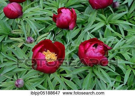 Stock Photo - Peony, Early Scout variety ( 1952 Auten), Rot, Lactiflora x tenifolia. Fotosearch