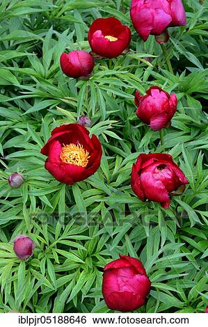 Peony, Early Scout variety ( 1952 Auten), Rot, Lactiflora x tenifolia View Large Photo Image Stock Photograph - Peony, Early Scout variety ( 1952 Auten), Rot, Lactiflora x tenifolia. Fotosearch