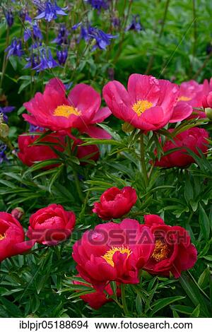 Peony, variety Coral Fay, Paeonia lactiflora x officinalis, Orville W. Fay 1973 View Large Photo Image Picture - Peony, variety Coral Fay, Paeonia lactiflora x officinalis, Orville W. Fay 1973. Fotosearch