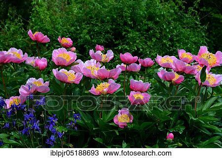 Stock Image - Peony, variety Coralie ( Saunders 1940), Paeonia lactiflora x peregrina. Fotosearch