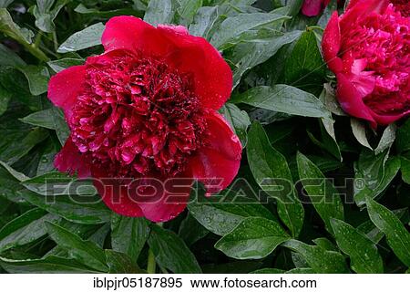 Stock Photography - Peony, variety Red CharmPaeonia lactiflora x officinalis, glass cock 1944. Fotosearch