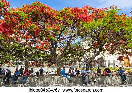 People sitting on a wall under a Flame Tree (Delonix regia) in front of the monastery of Santo Domingo de Guzman, center, Oaxaca, Mexico, Central America View Large Photo Image Stock Photo - People sitting on a wall under a Flame Tree (Delonix regia) in front of the monastery of Santo Domingo de Guzman, center, Oaxaca, Mexico, Central America. Fotosearch