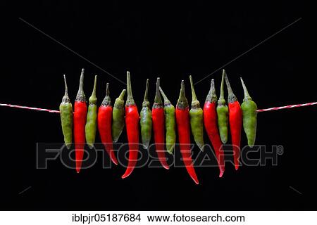 Picture - Peppers ( Capsicum frutescens), Chillies, Chillies, Chillies, Chilli pepper, Chilli, Cayenne, Cayenne pepper, Piri-Piri, Tabasco, Peperoncini. Fotosearch