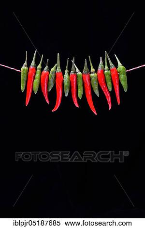 Stock Photography - Peppers ( Capsicum frutescens), Chillies, Chillies, Chillies, Chilli pepper, Chilli, Cayenne, Cayenne pepper, Piri-Piri, Tabasco, Peperoncini. Fotosearch