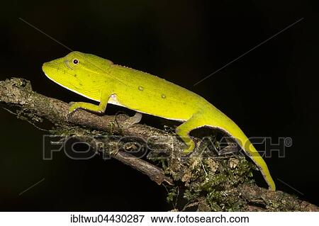 Perinet chameleon (Calumma gastrotaenia), juvenile in rainforest, Andasibe National Park, Madagascar, Africa View Large Photo Image Stock Photo - Perinet chameleon (Calumma gastrotaenia), juvenile in rainforest, Andasibe National Park, Madagascar, Africa. Fotosearch