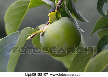 Stock Photo - Persimmon, persimmon plum, unripe fruit, Vaniglia variety, Diospyros persimmon, Sharon fruit. Fotosearch