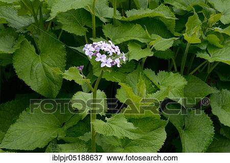Stock Photo - Persistent silver leaf, Moon violet, Lunaria rediviva, Wild silver leaf. Fotosearch