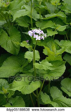 Stock Photo - Persistent silver leaf, Moon violet, Lunaria rediviva, Wild silver leaf. Fotosearch
