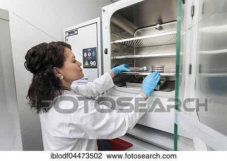 Pharmacist at the incubator, Heinrich-Heine University, Düsseldorf, North Rhine-Westphalia, Germany, Europe View Large Photo Image Stock Image - Pharmacist at the incubator, Heinrich-Heine University, Düsseldorf, North Rhine-Westphalia, Germany, Europe. Fotosearch