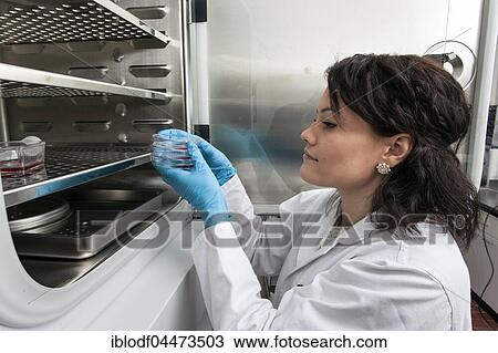 Pharmacist at the incubator, Heinrich-Heine University, Düsseldorf, North Rhine-Westphalia, Germany, Europe View Large Photo Image Stock Image - Pharmacist at the incubator, Heinrich-Heine University, Düsseldorf, North Rhine-Westphalia, Germany, Europe. Fotosearch