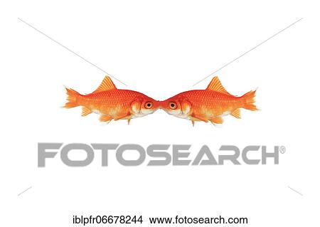 Picture - Photomontage, kissing goldfish on white background. Fotosearch